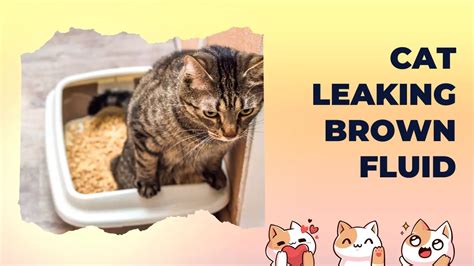 cat leaking brown fluid from anus|Cat Leaking Brown Fluid (Explanations and Solutions)。